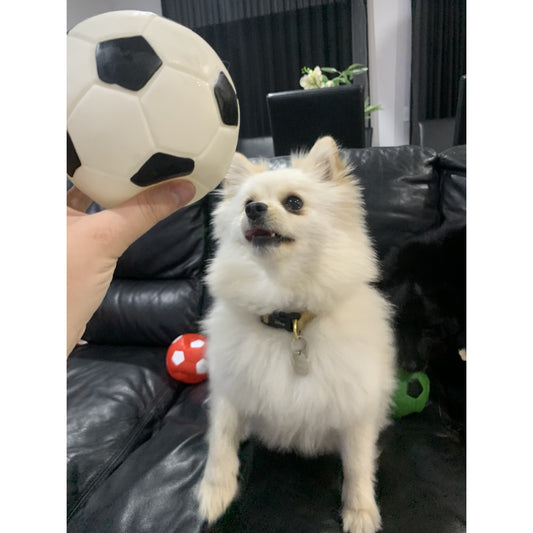 Squeaky Dog Soccer Ball